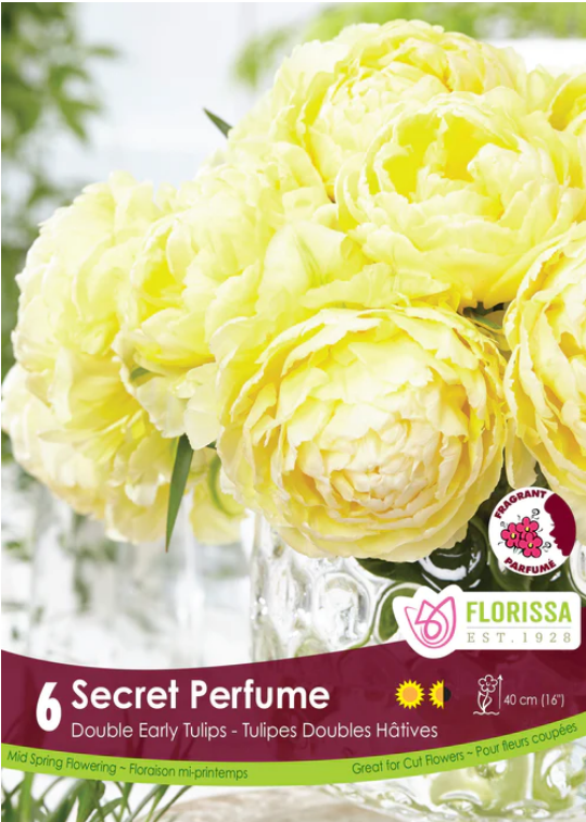 Tulip - Secret Perfume, 6 Pack