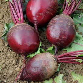 Beet Detroit Dark Red - Ontario Seed Company