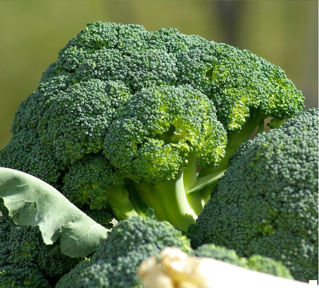 Broccoli Green Sprouting - Ontario Seed Company