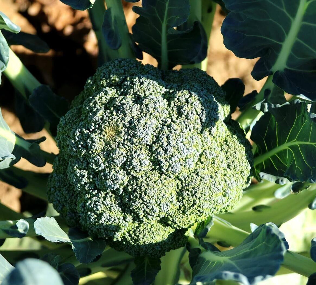 Broccoli Green Magic - Ontario Seed Company
