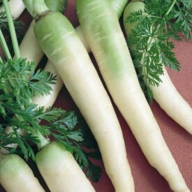 Carrot Lunar White - Ontario Seed Company