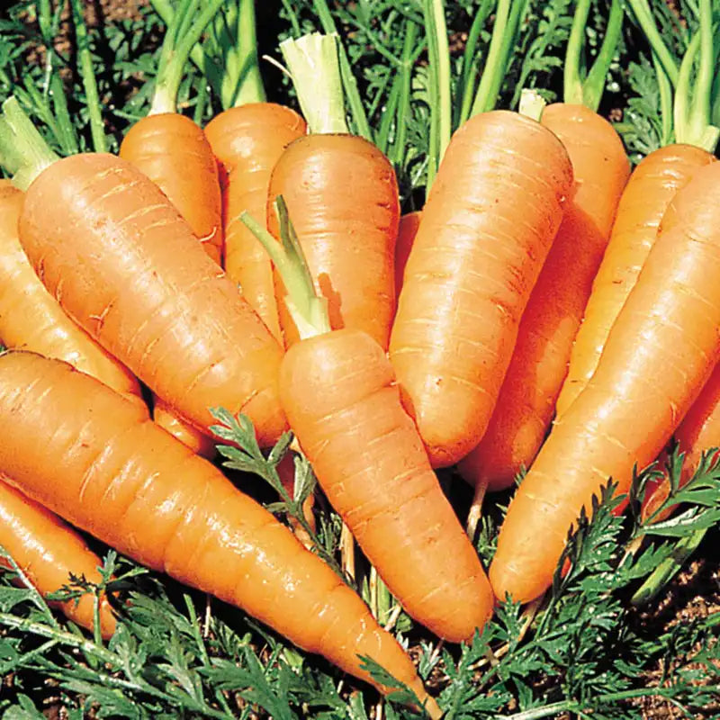 Carrot Danvers Half Long - Cornucopia Seeds
