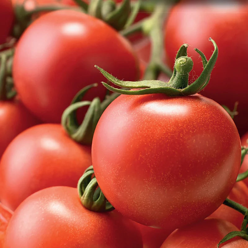 Tomato Patio Choice, Sow Easy - McKenzie Seeds