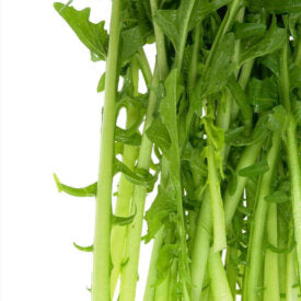 Chicory Cicoria Catalogna - Ontario Seed Company