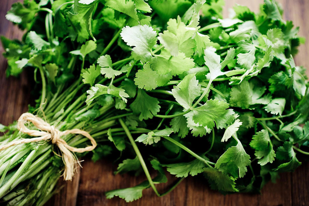 Organic Cilantro - Burpee