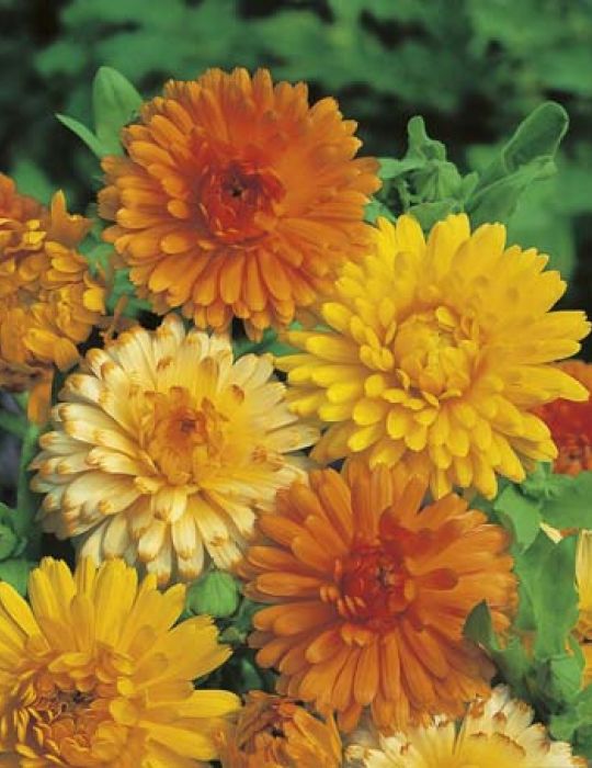 Calendula Daisy Mixed - Mr. Fothergill's Seeds