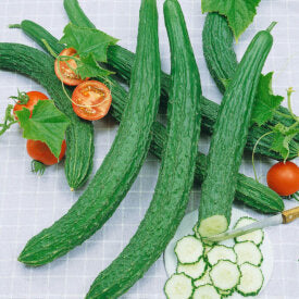 Cucumber Suyo Long - Ontario Seed Company
