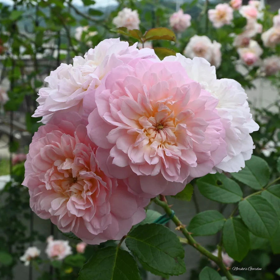 Elizabeth - David Austin Rose