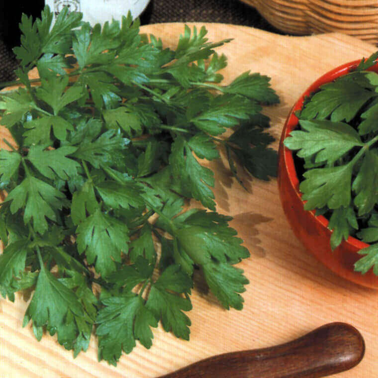 Parsley Plain Leaf Italian - Ontario Seed Company