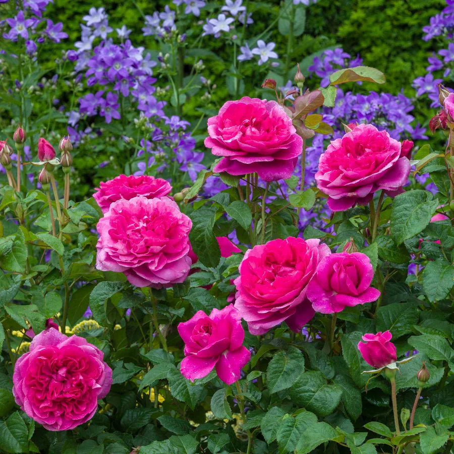 James L. Austin - David Austin Rose