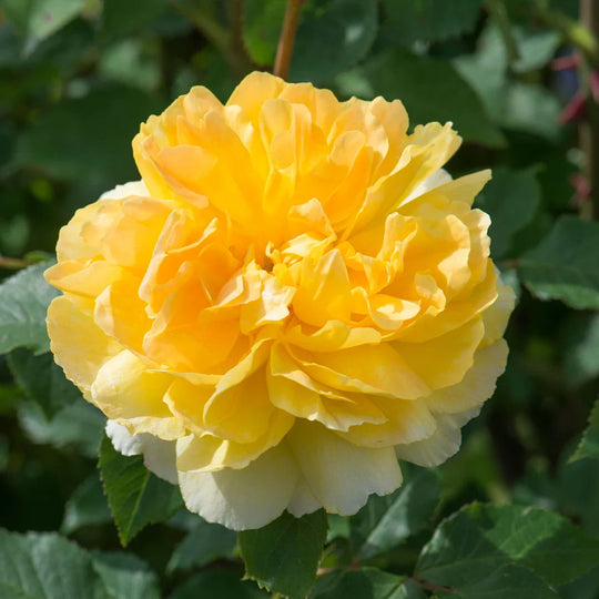 Molineux - David Austin Rose