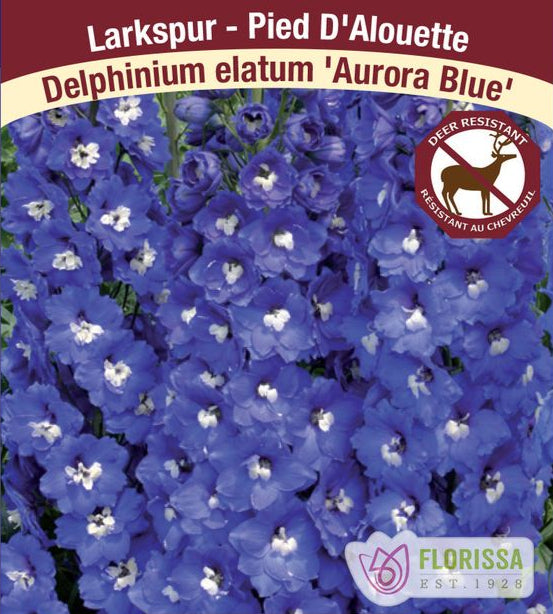 Delphinium elatum Aurora Blue, 1 Pack