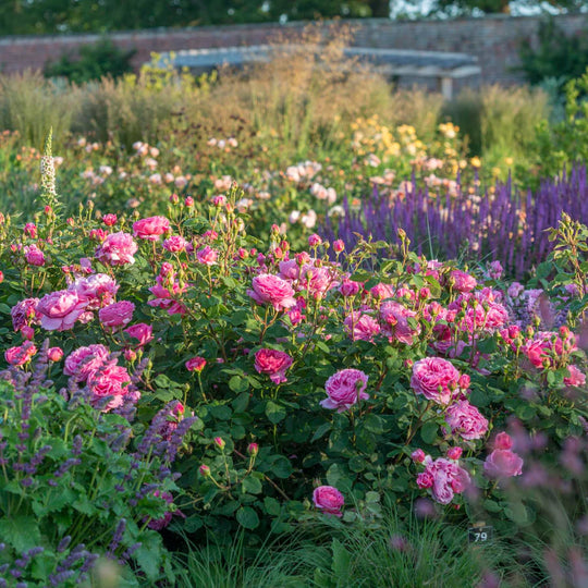 Princess Alexandra of Kent - David Austin Rose