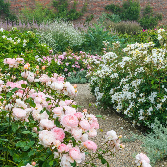 Gentle Hermione - David Austin Rose