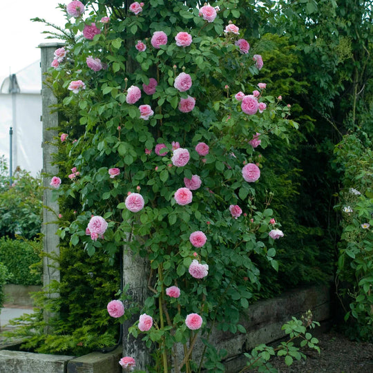 James Galway - David Austin Rose