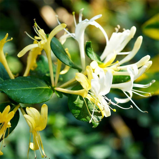 Lonicera Halliana (Honeysuckle)
