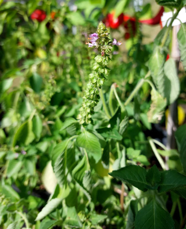 Basil Tulsi Lakshmi - Eagleridge Seeds