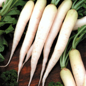 Radish Minowase Hybrid - Ontario Seed Company