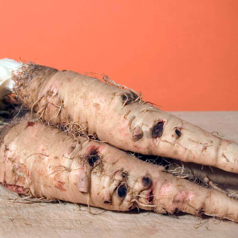 Salsify Mammoth Sandwich Island - Ontario Seed Company