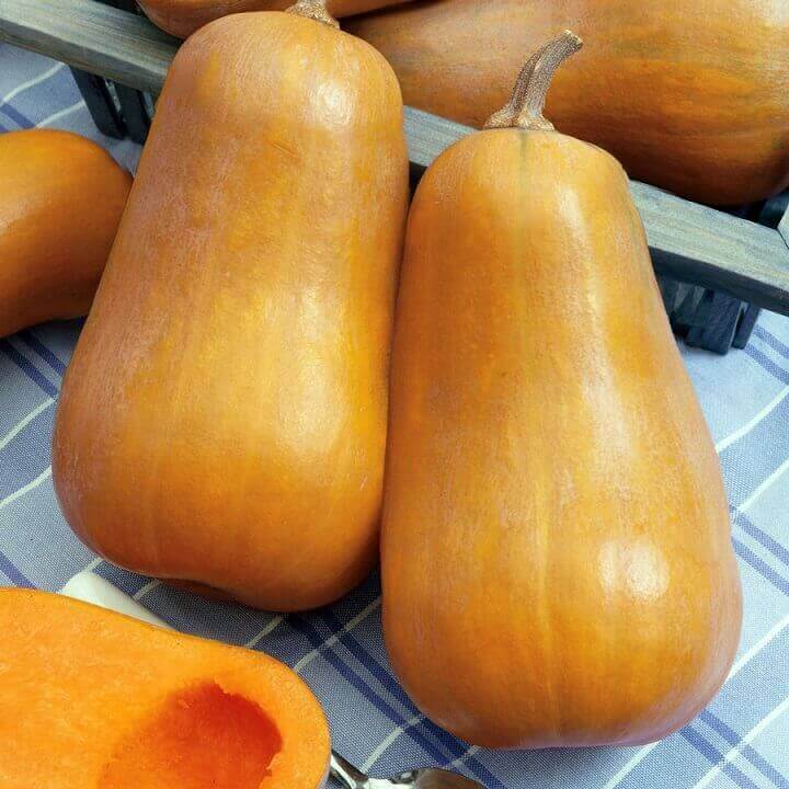 Squash Honey Baby Hybrid - Ontario Seed Company