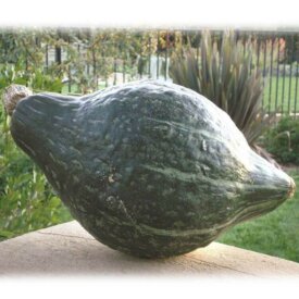 Squash Green Hubbard - Ontario Seed Company