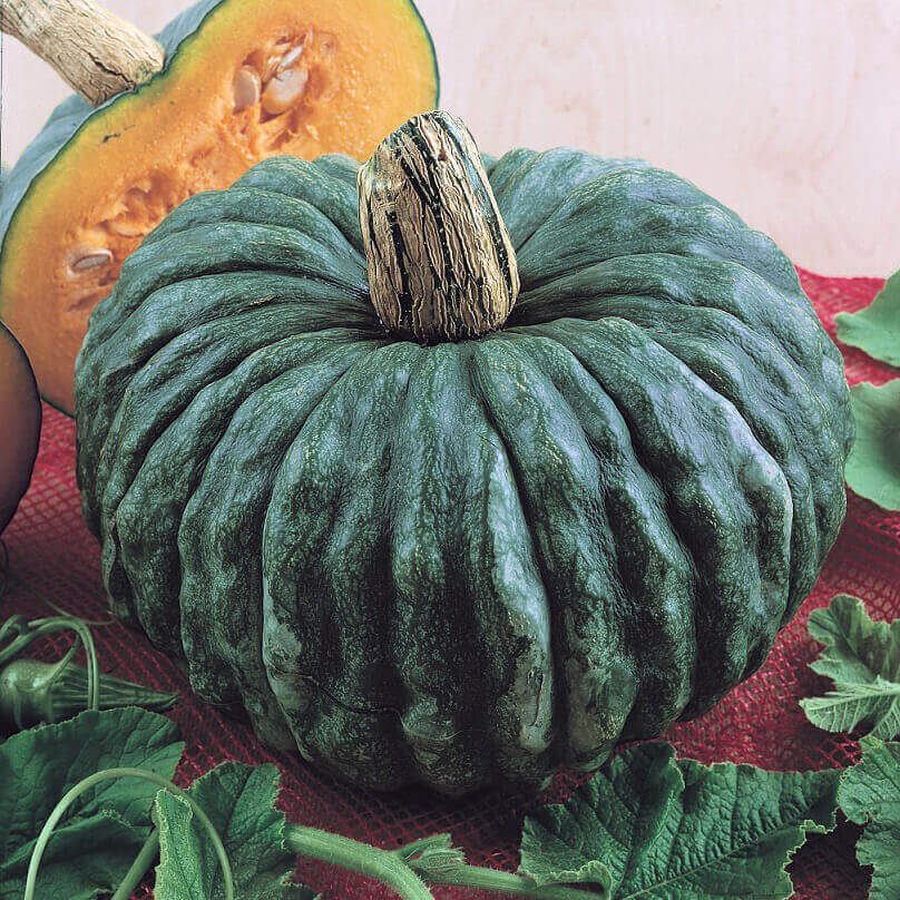 Squash Marina de Chioggia - Ontario Seed Company