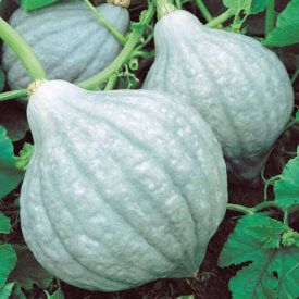 Squash Blue Magic Hybrid - Ontario Seed Company