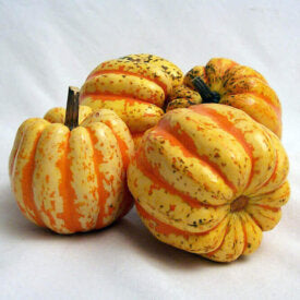Squash Hybrid Celebration - Ontario Seed Company