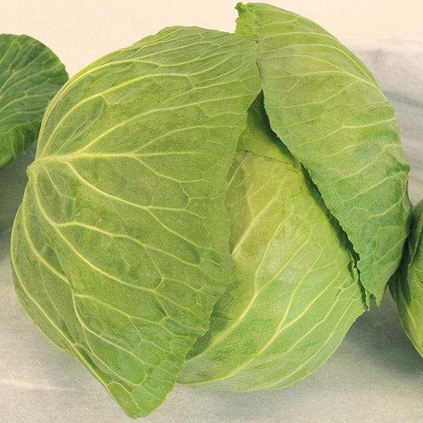 Cabbage Cabbice F1 - Mr. Fothergill's Seeds