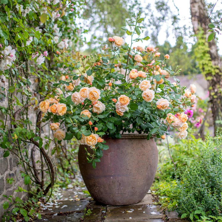 Roald Dahl - David Austin Rose