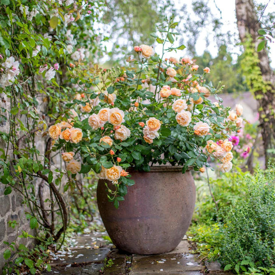 Roald Dahl - David Austin Rose