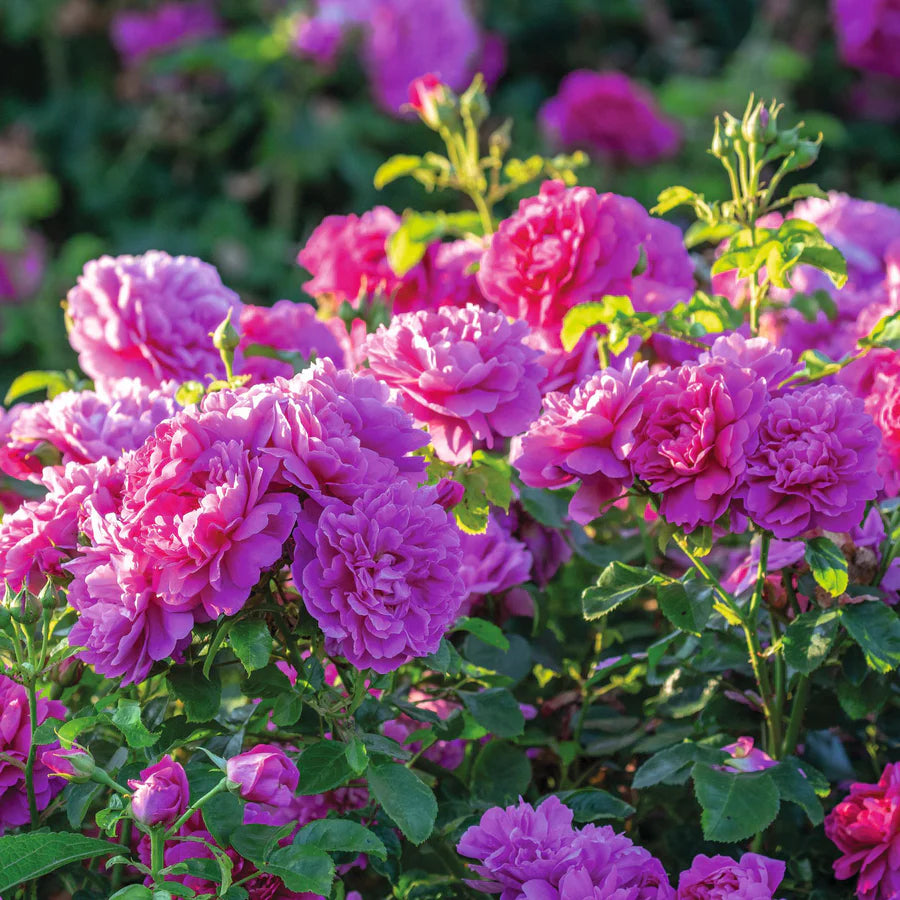 Princess Anne - David Austin Rose