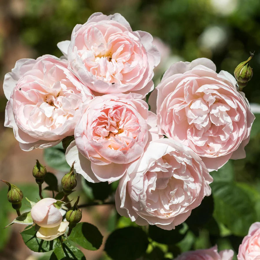 Gentle Hermione - David Austin Rose