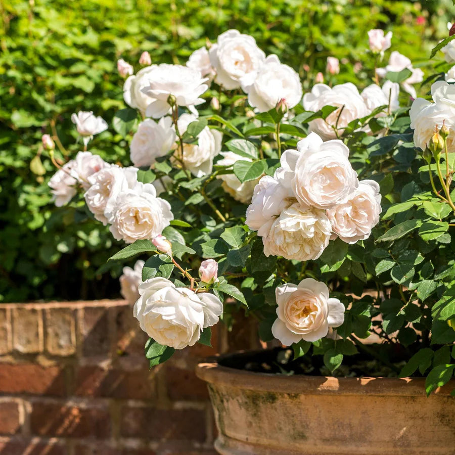 Desdemona - David Austin Rose