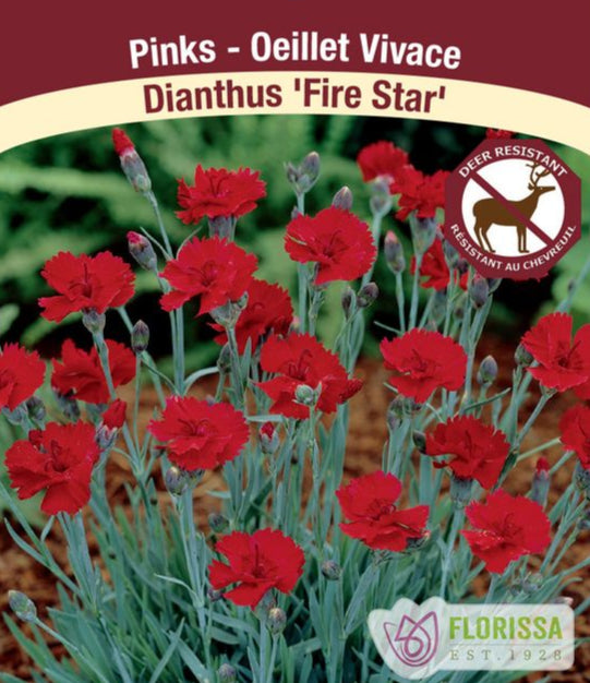 Dianthus gratianopolitanus Fire Star, 1 Pack