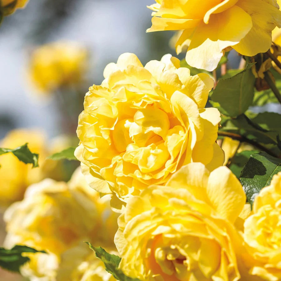 The Poet's Wife - David Austin Rose
