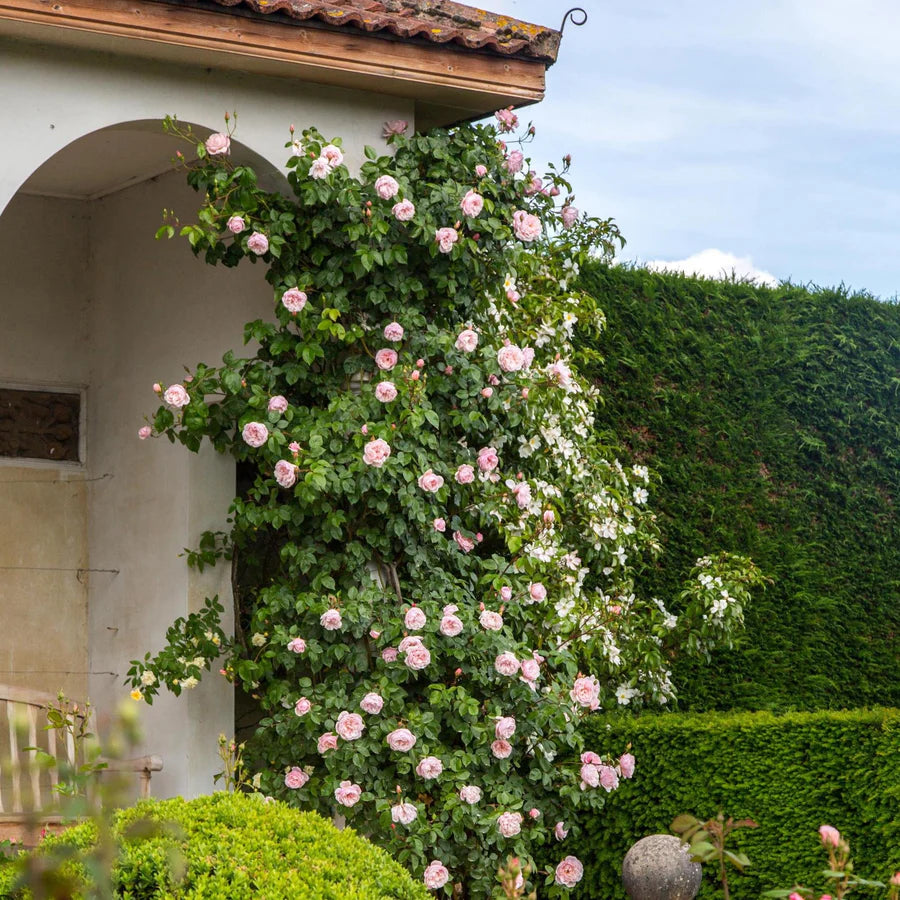 The Generous Gardener - David Austin Rose