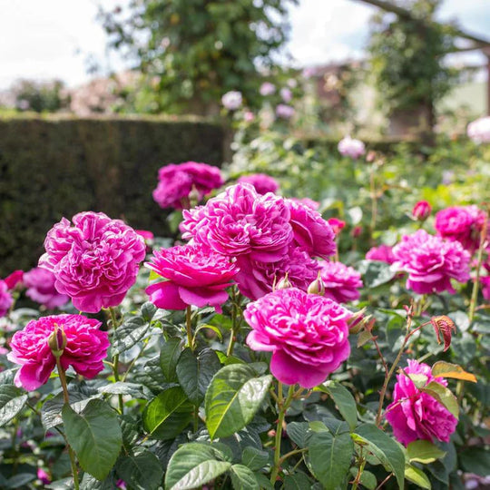 James L. Austin - David Austin Rose