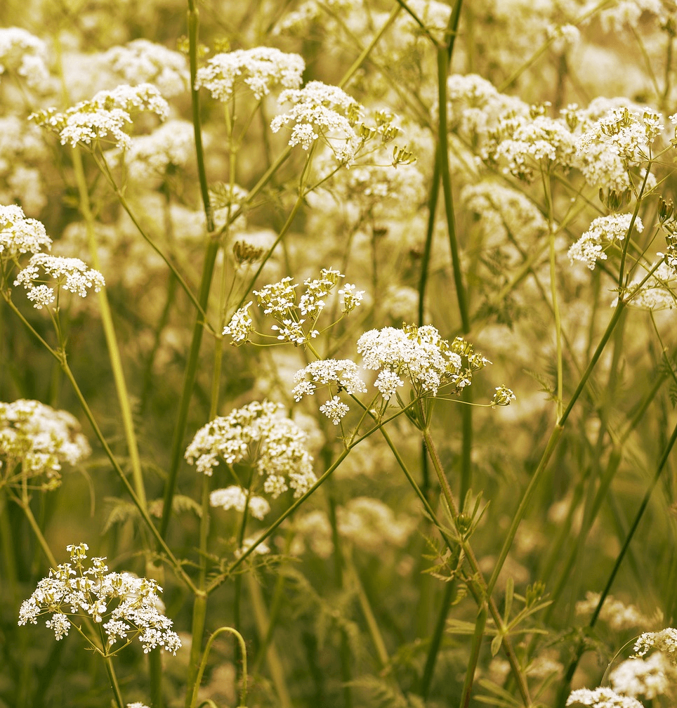 Caraway - Ontario Seed Company