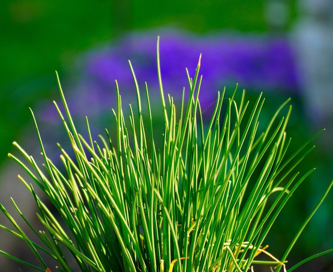 Garlic Chives - Ontario Seed Company