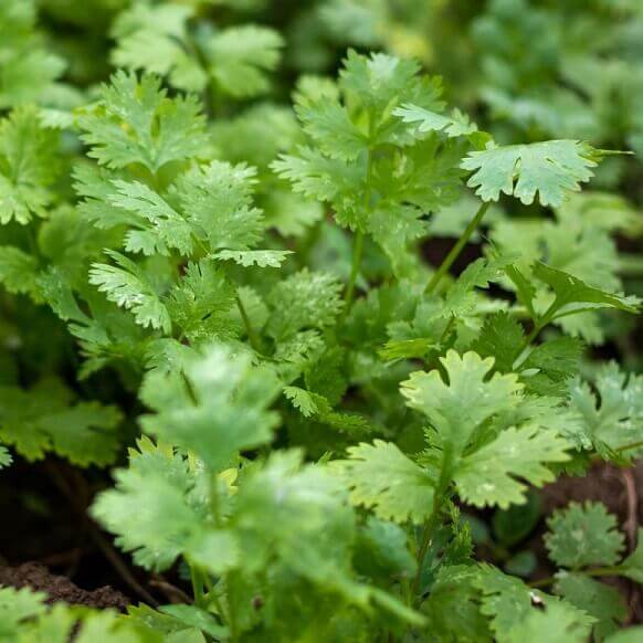 Cilantro Coriander - Ontario Seed Company