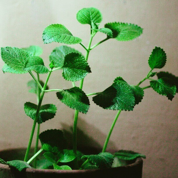 Oregano - Ontario Seed Company