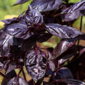 Basil Dark Opal - Ontario Seed Company