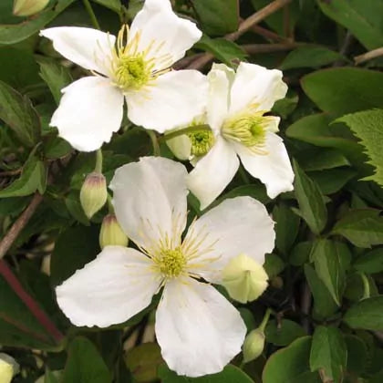 Clematis Chrysocoma Sericea