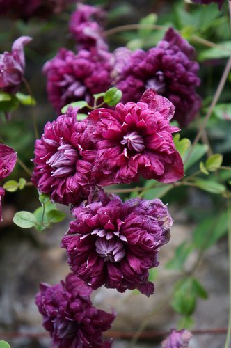 Clematis Viticella Purpurea Plena Eligans