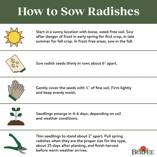 Organic Radish Cherry Belle - Burpee Seeds