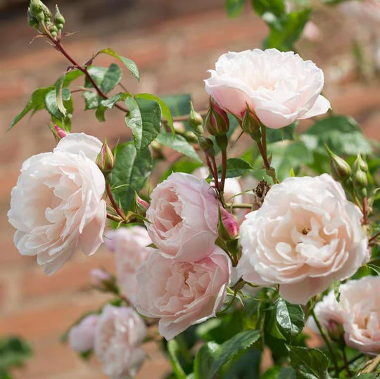 The Generous Gardener - David Austin Rose