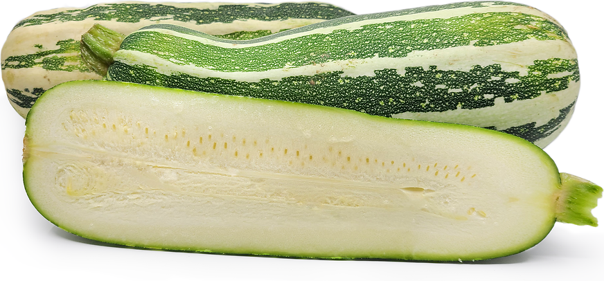 Squash Vegetable Marrow - Pacific Northwest Seeds