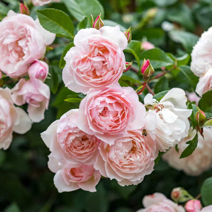 The Generous Gardener - David Austin Rose