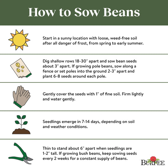 Bean Big Kahuna Bush - Burpee Seeds